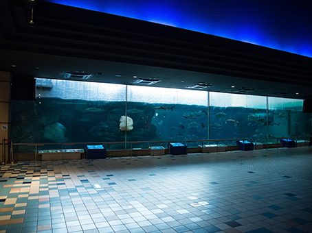 須磨海浜水族園　1階大水槽